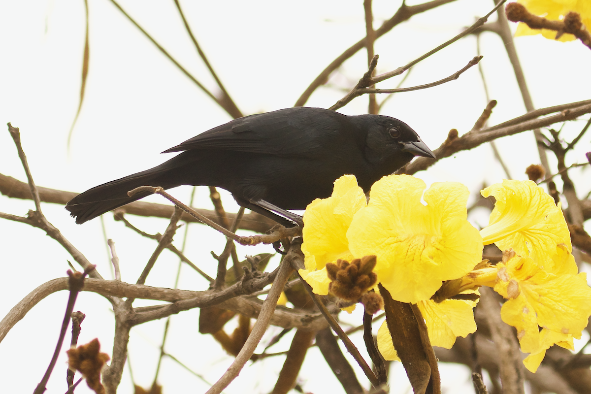 Scrub Blackbird - ML640601026