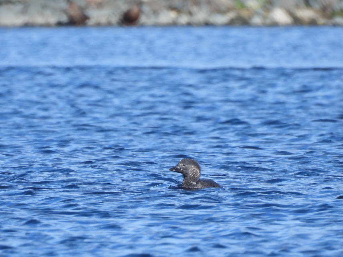 Musk Duck - ML640601029
