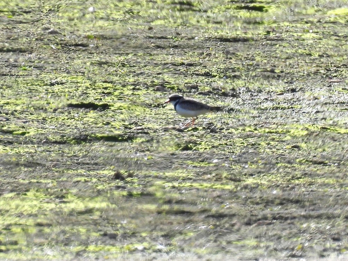 Black-fronted Dotterel - ML640601036