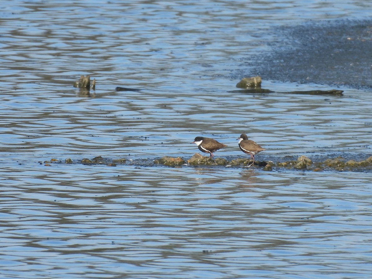 Red-kneed Dotterel - ML640601046