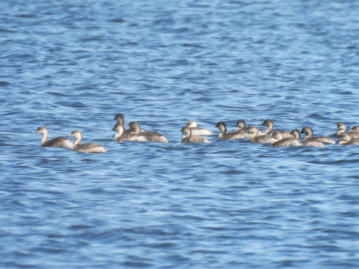 Hoary-headed Grebe - ML640601051