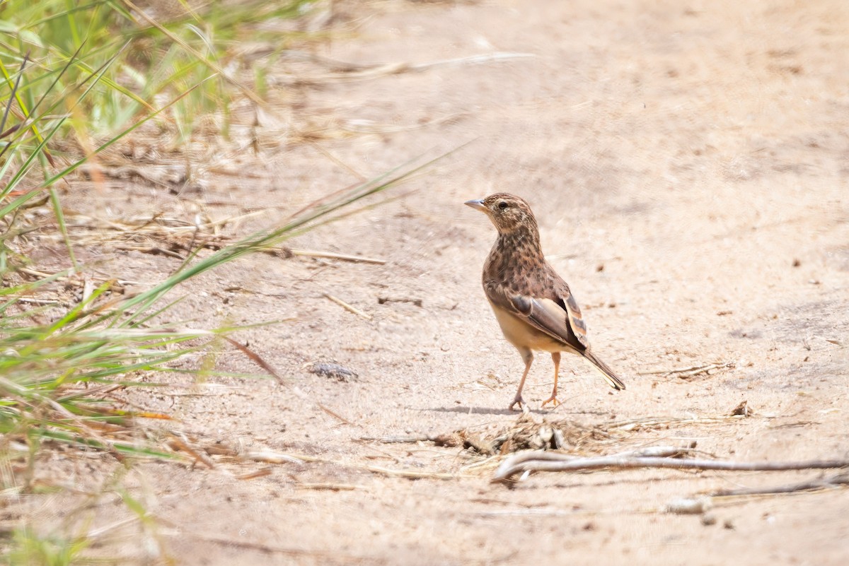 Flappet Lark - ML640601055
