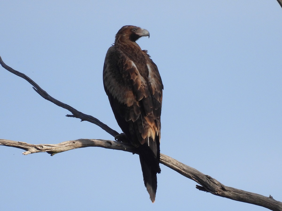 Wedge-tailed Eagle - ML640601059