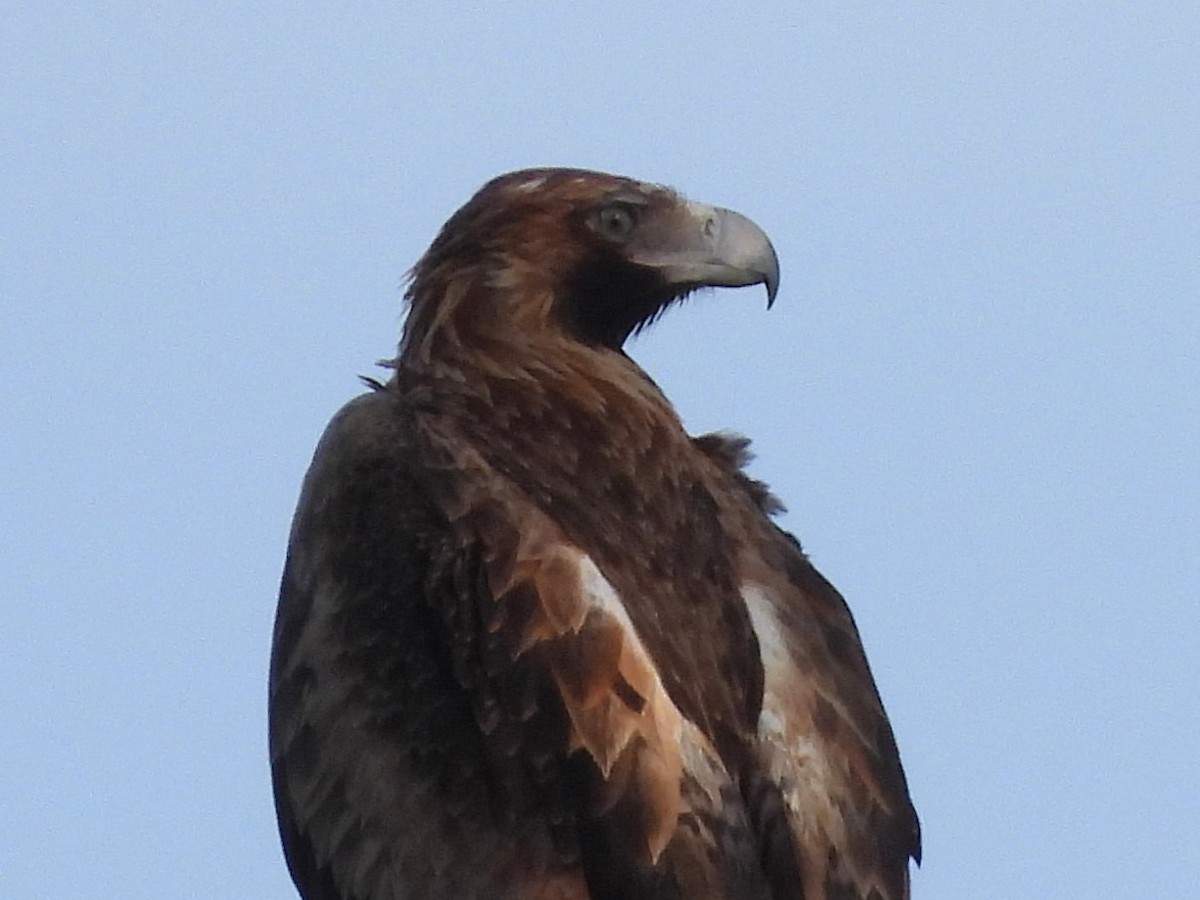 Wedge-tailed Eagle - ML640601060