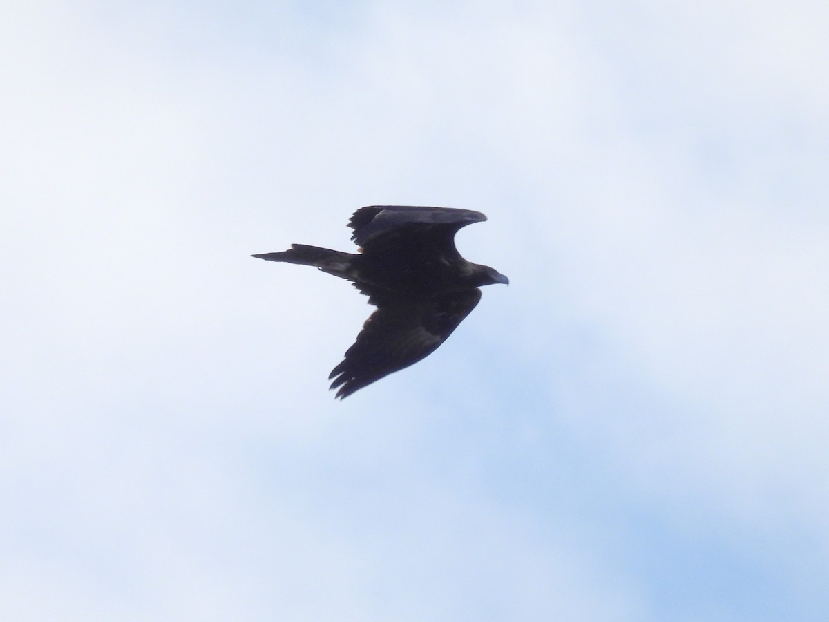 Wedge-tailed Eagle - ML640601061