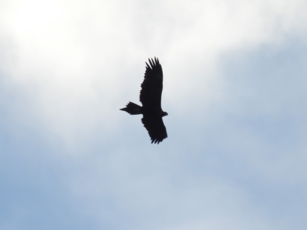 Wedge-tailed Eagle - ML640601062