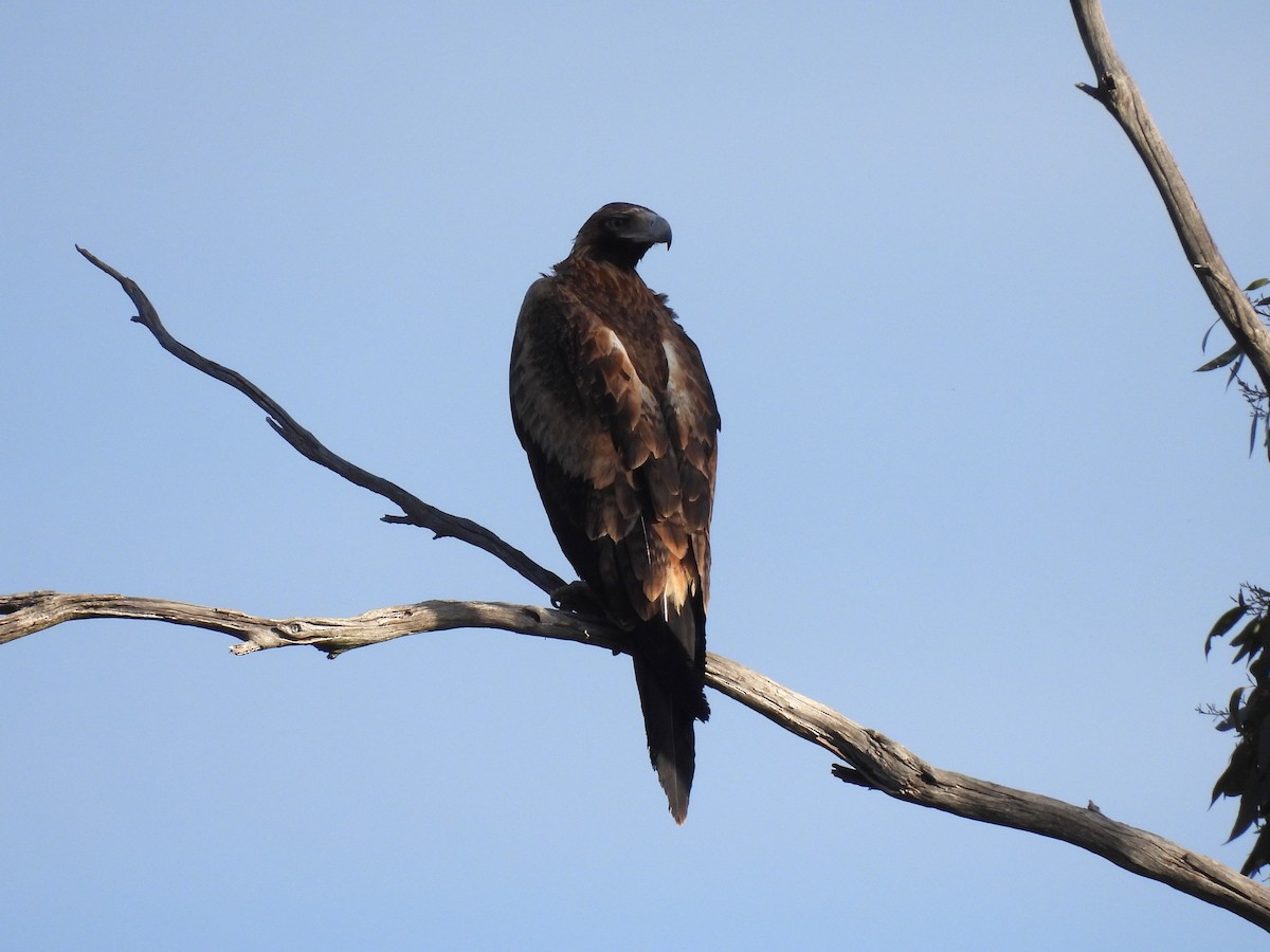 Wedge-tailed Eagle - ML640601063