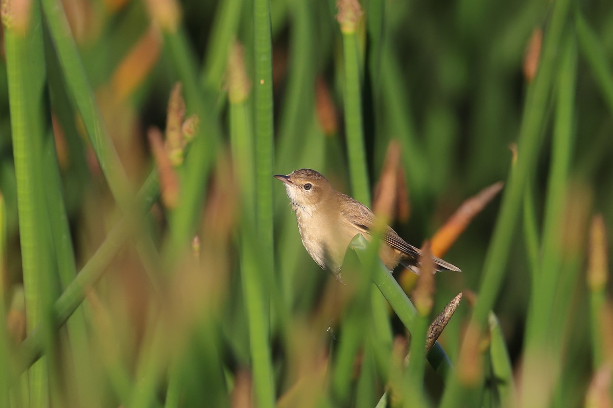 Australian Reed Warbler - ML640601080
