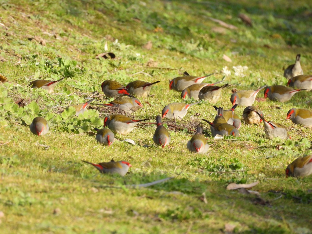 Red-browed Firetail - ML640601081