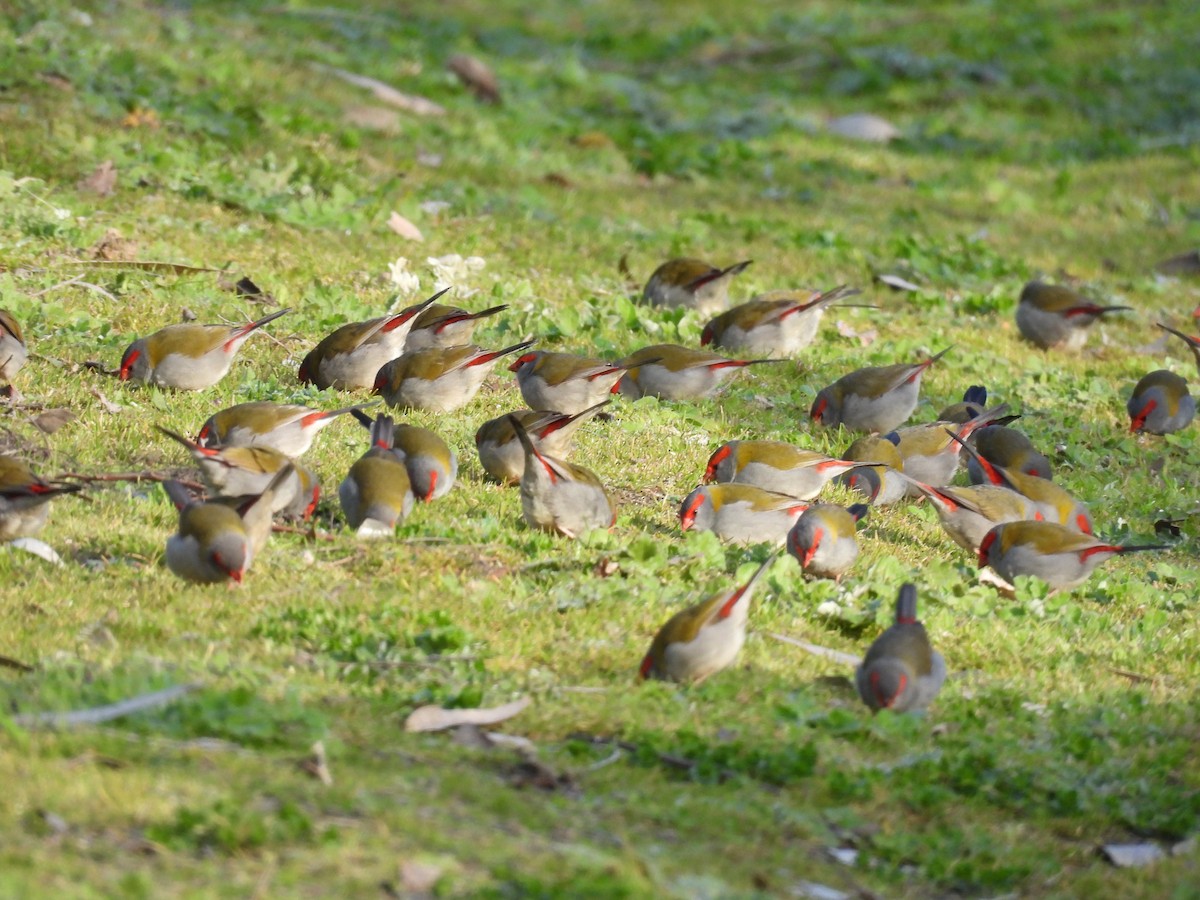 Red-browed Firetail - ML640601082