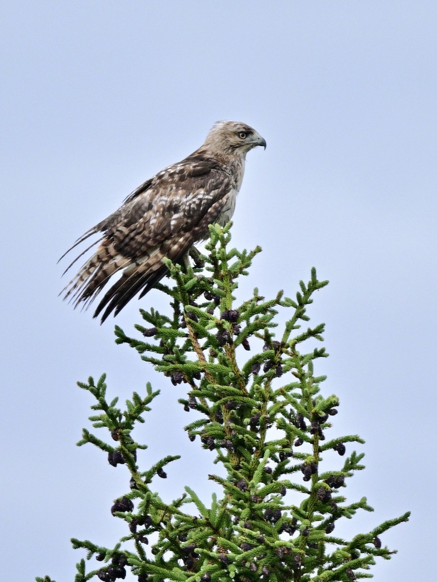 Red-tailed Hawk - ML640601084