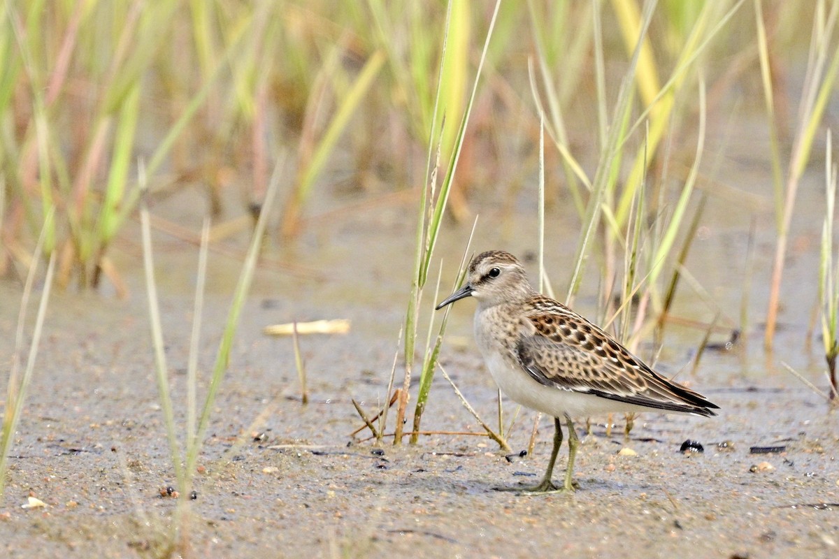Least Sandpiper - ML640601096