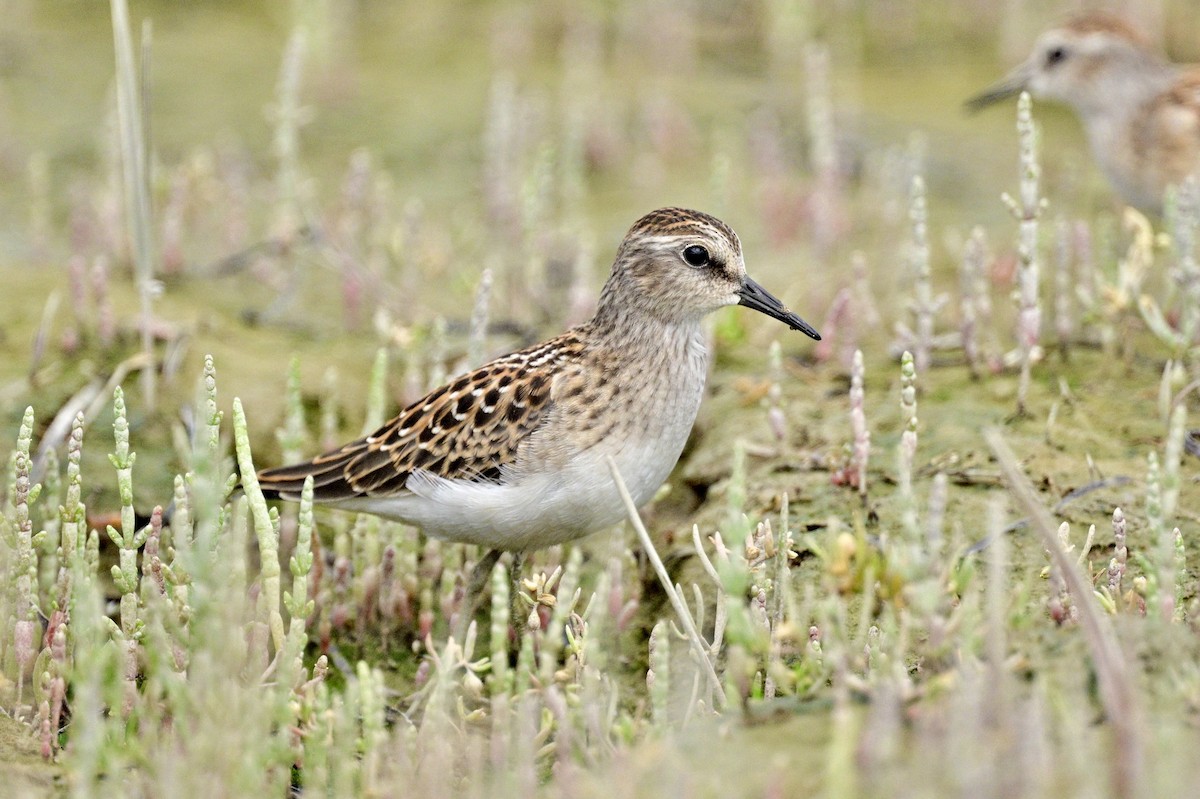 Least Sandpiper - ML640601097