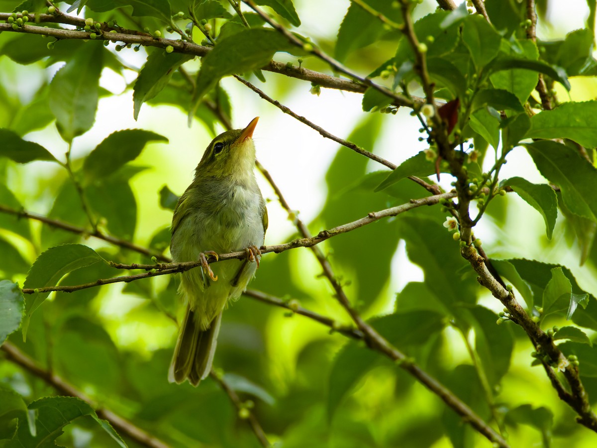 Lemon-throated Leaf Warbler - ML640601123