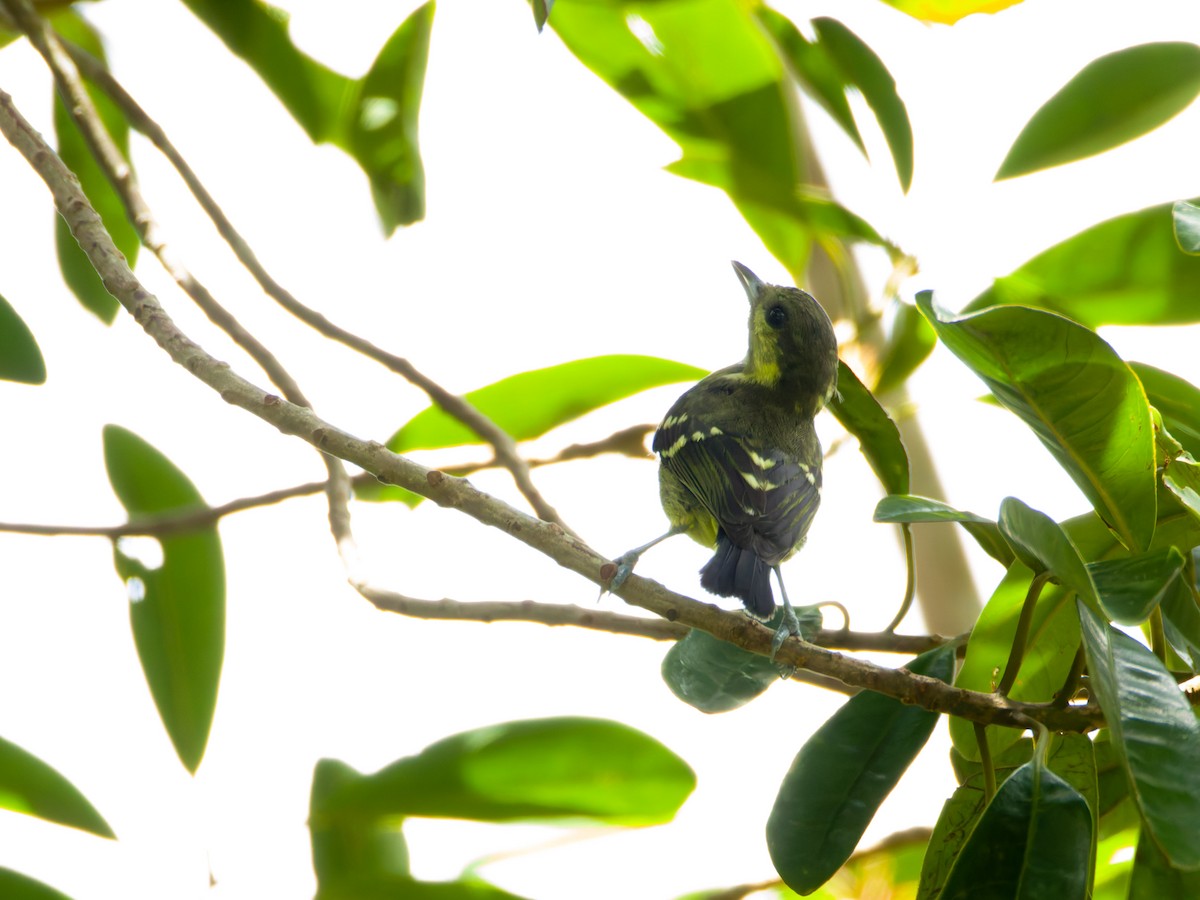 Elegant Tit - ML640601125