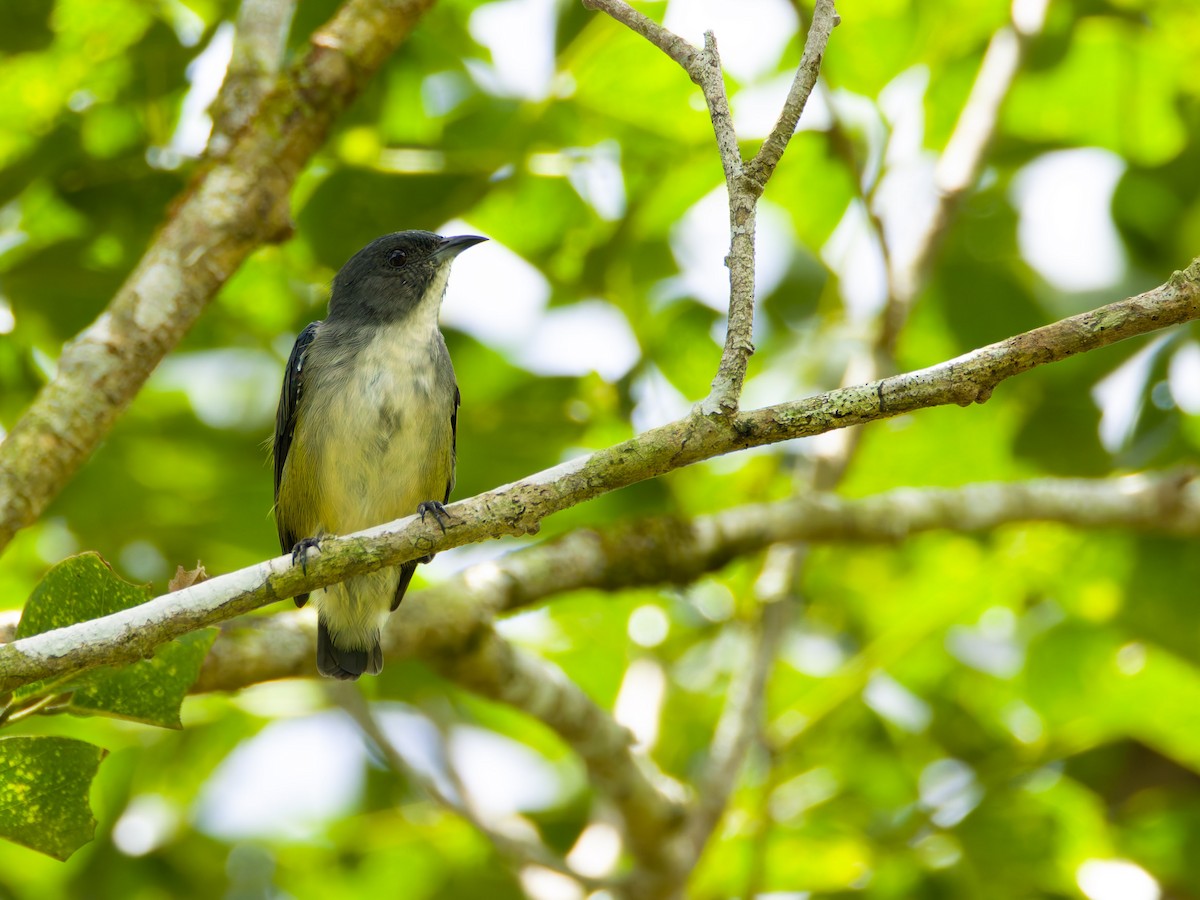 Zwergmistelfresser - ML640601130