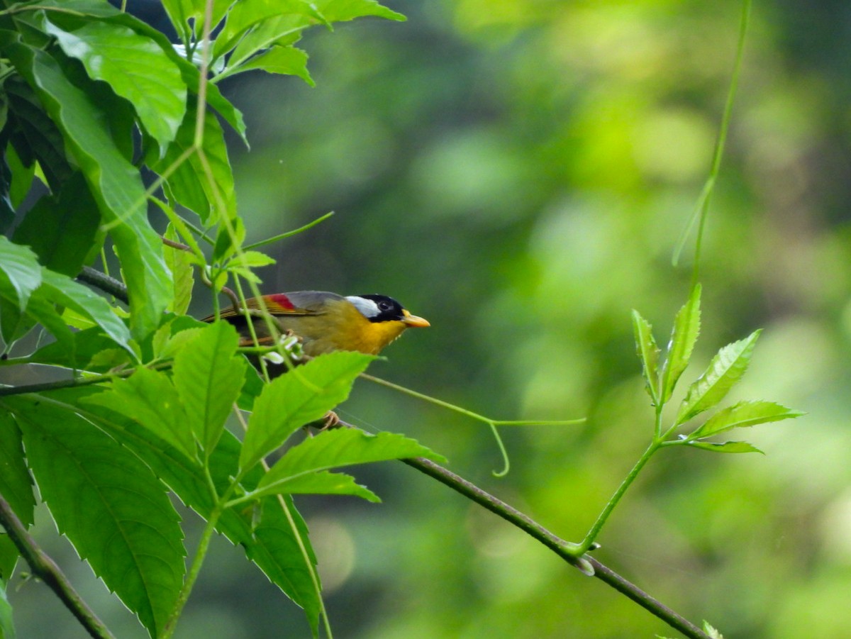 Silver-eared Mesia - ML640601176