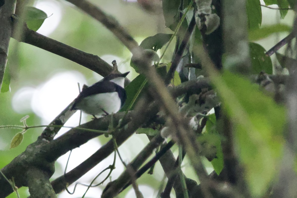 Chestnut Wattle-eye - ML640601205