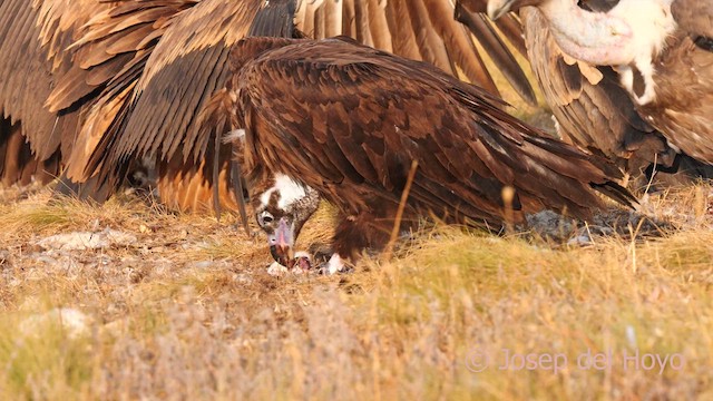 Gänsegeier - ML640601206