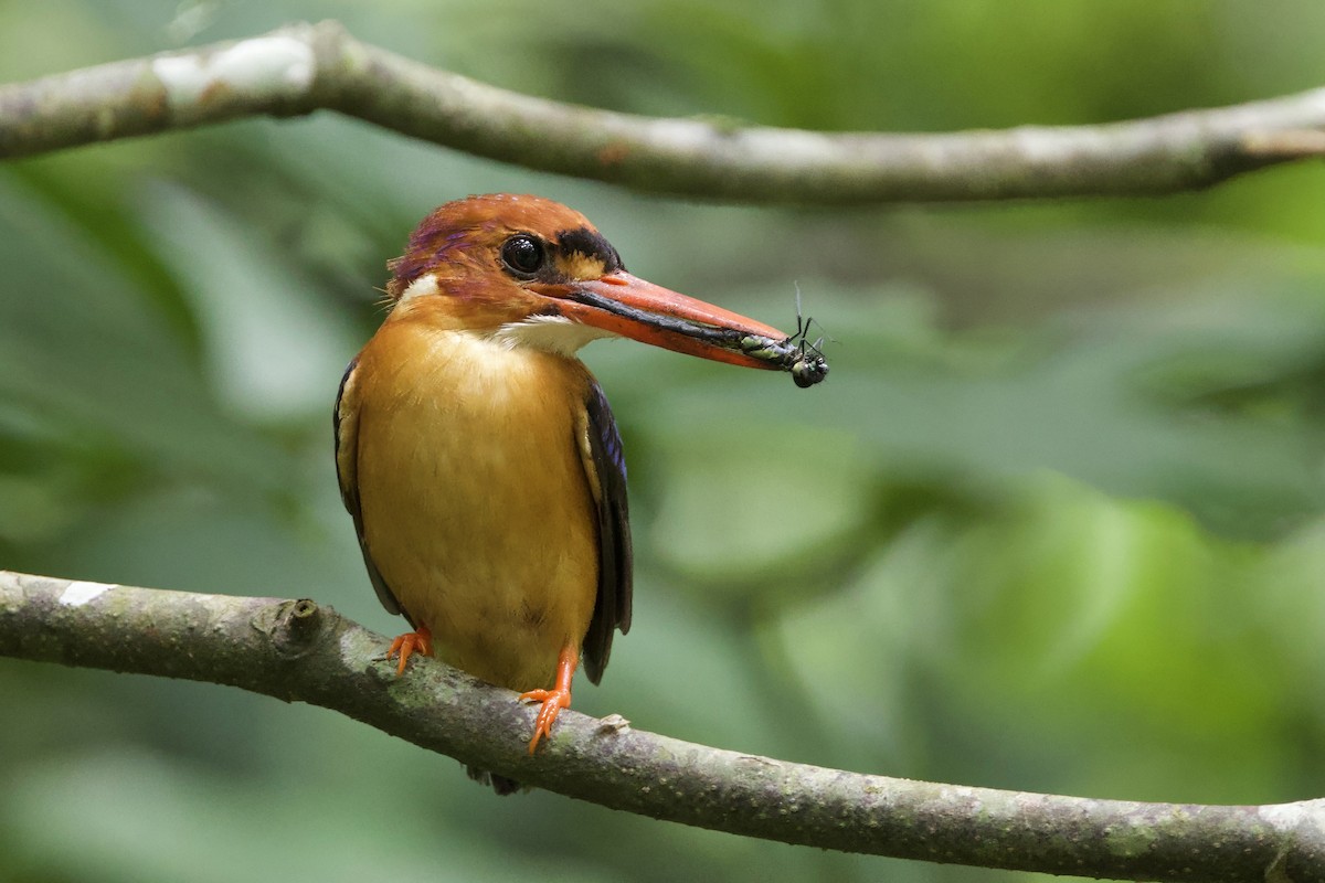 African Dwarf Kingfisher - ML640601215