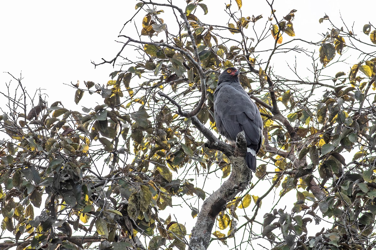 Slate-colored Hawk - ML640601224