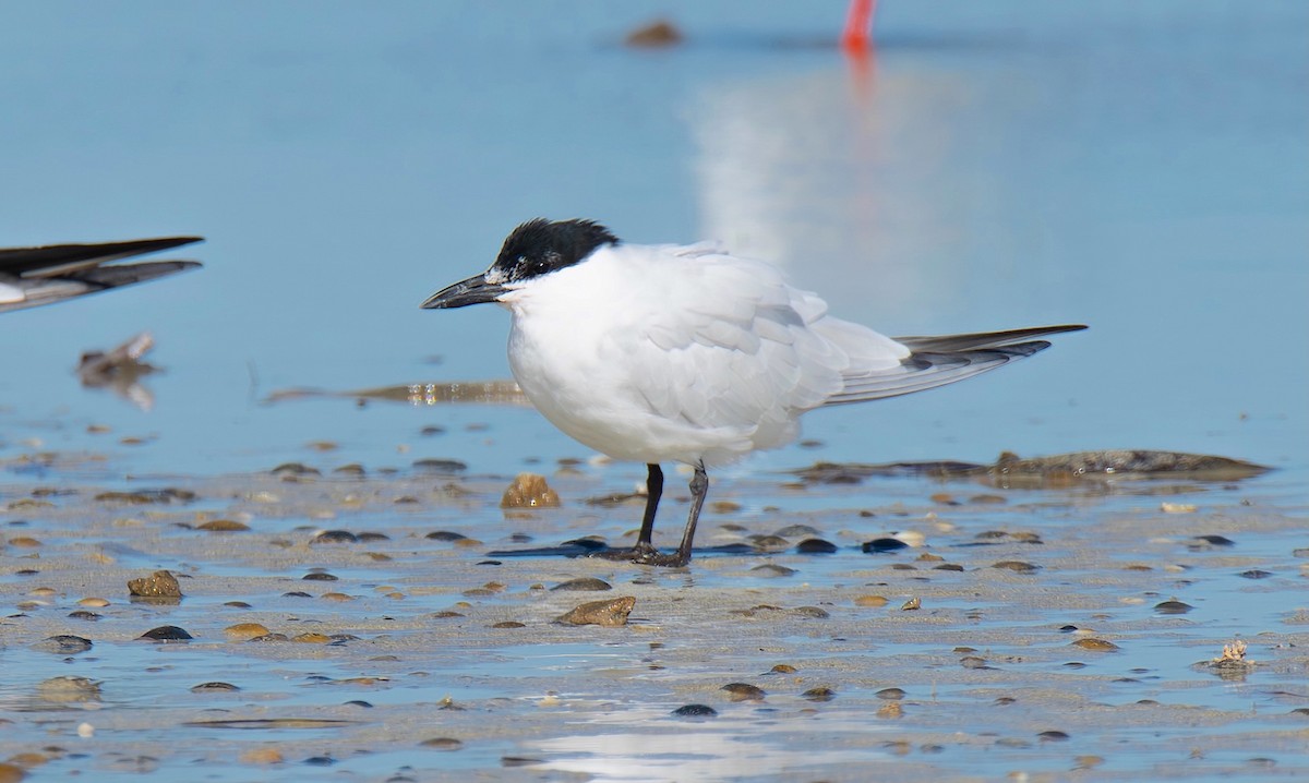 Australian Tern - ML640601233
