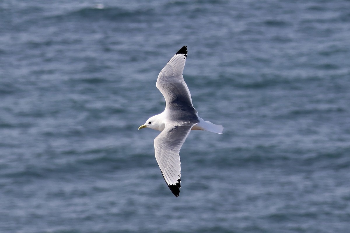 Гурван хуруут цахлай - ML640601241