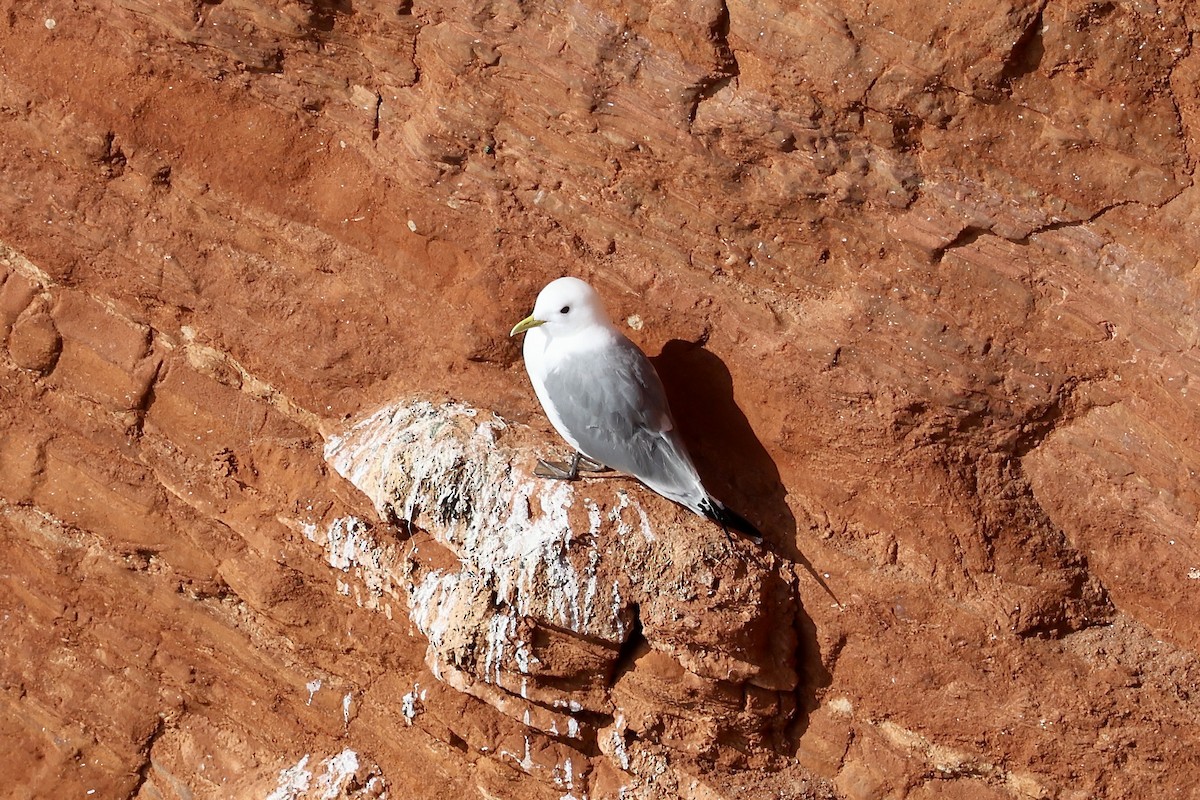 Гурван хуруут цахлай - ML640601242