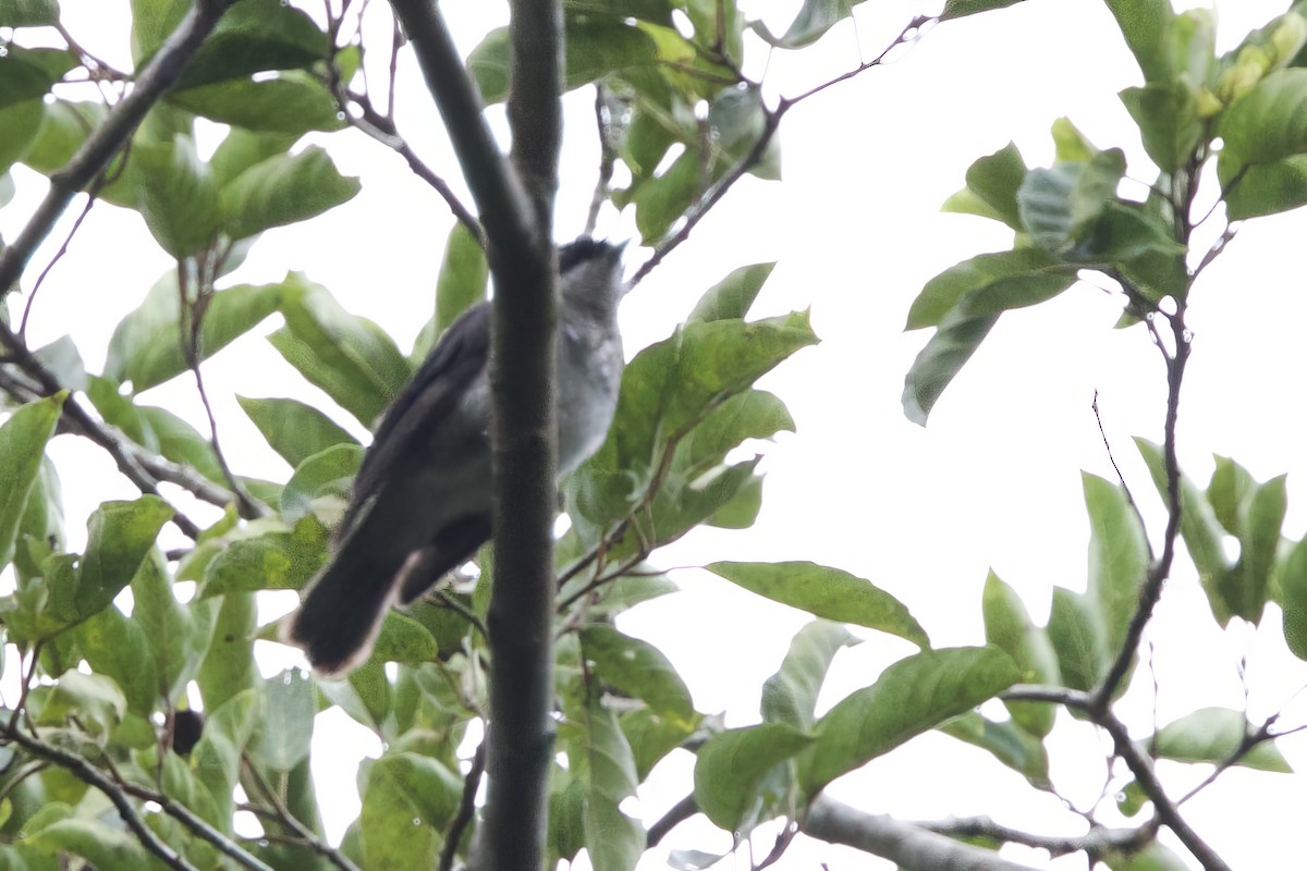 African Forest-Flycatcher - ML640601264