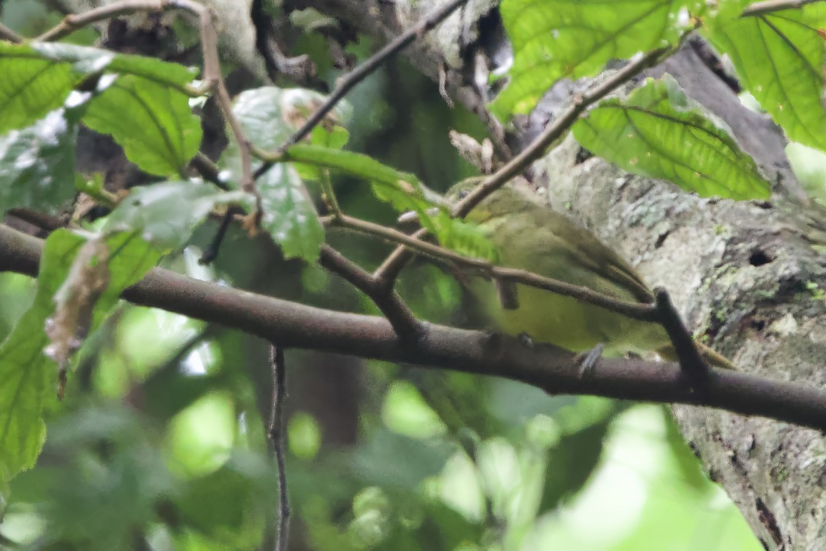Yellow Longbill - ML640601288