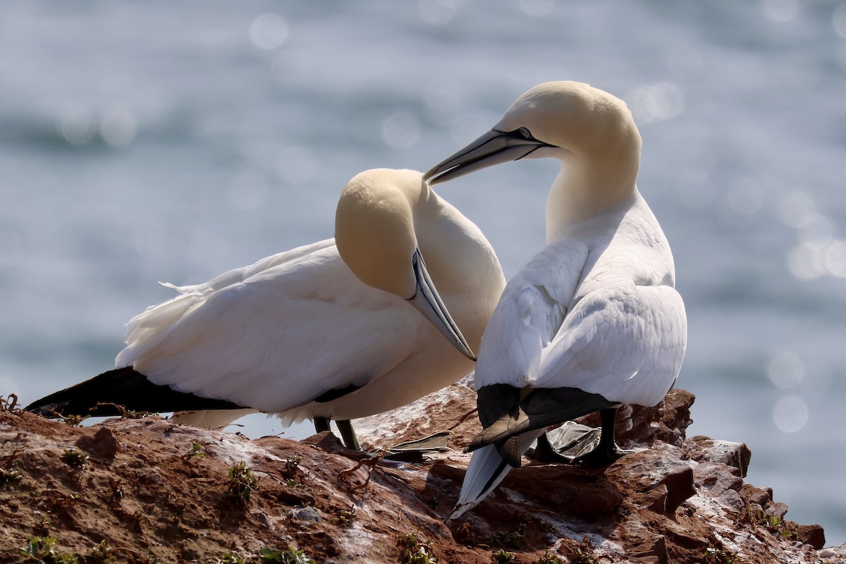 Northern Gannet - ML640601297