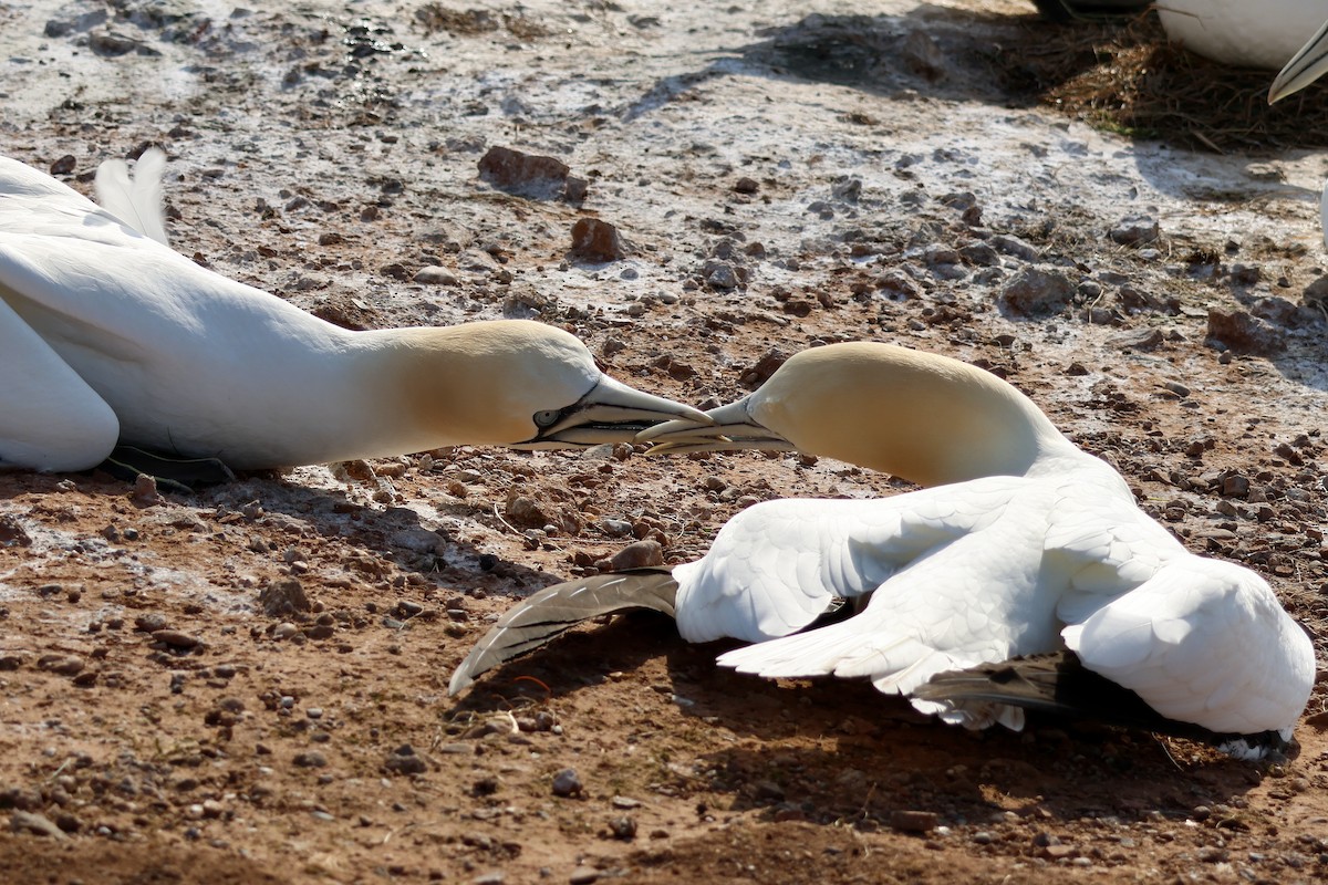 Northern Gannet - ML640601298