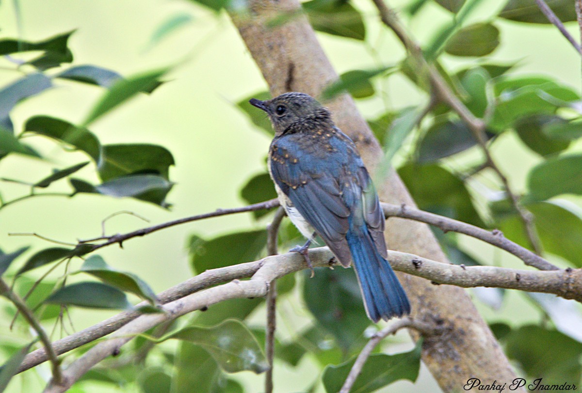 Tickell's Blue Flycatcher - ML640601307