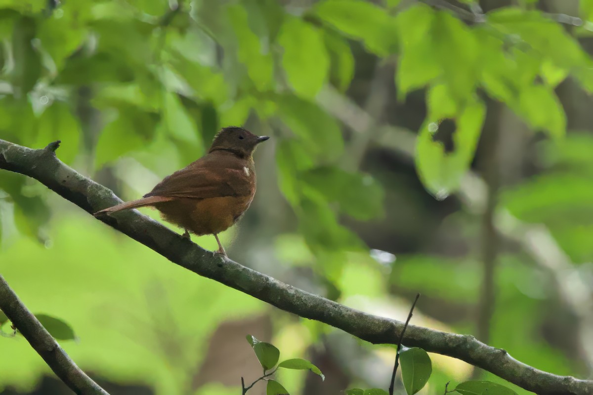 Rufous Flycatcher-Thrush - ML640601313