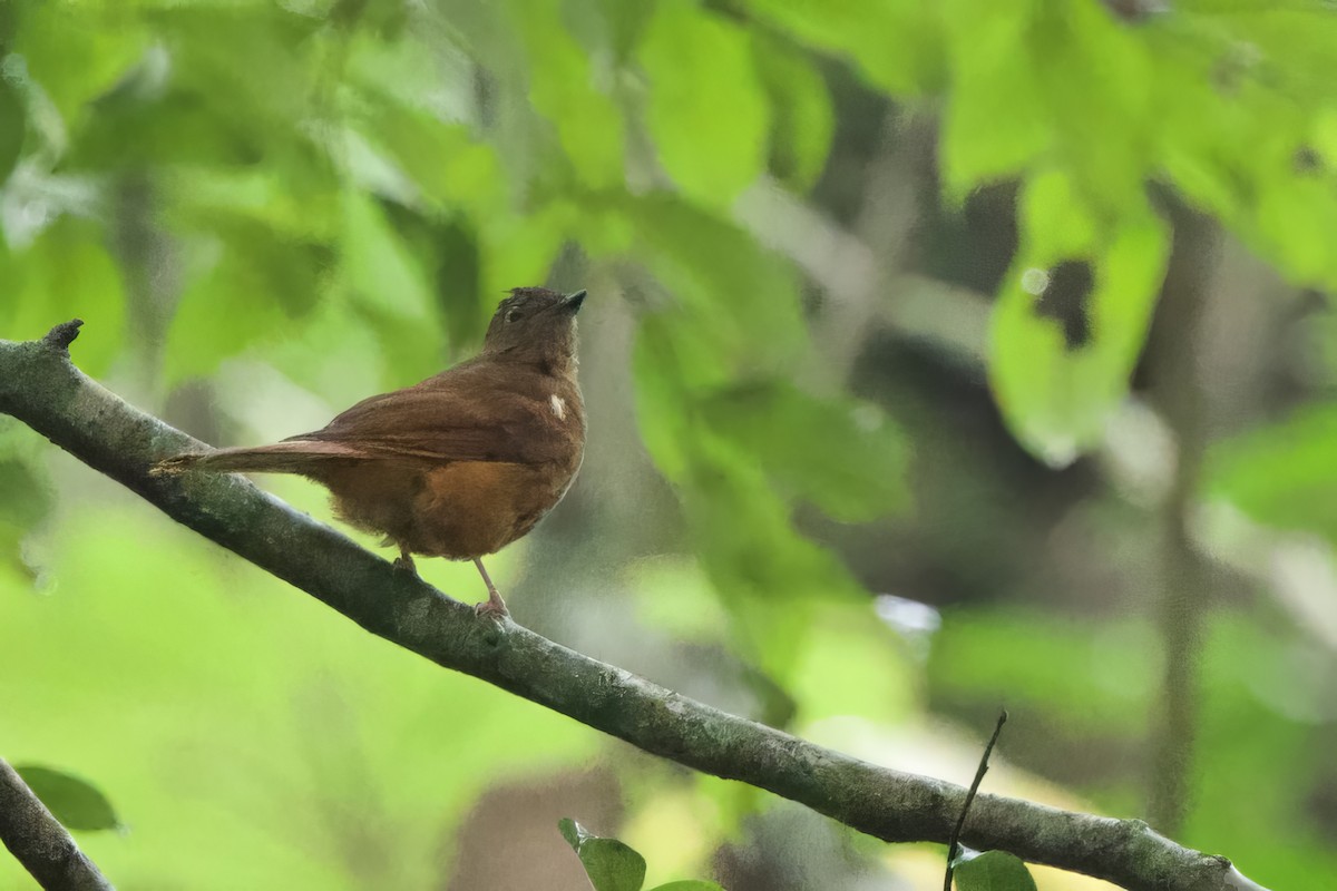 Rufous Flycatcher-Thrush - ML640601355