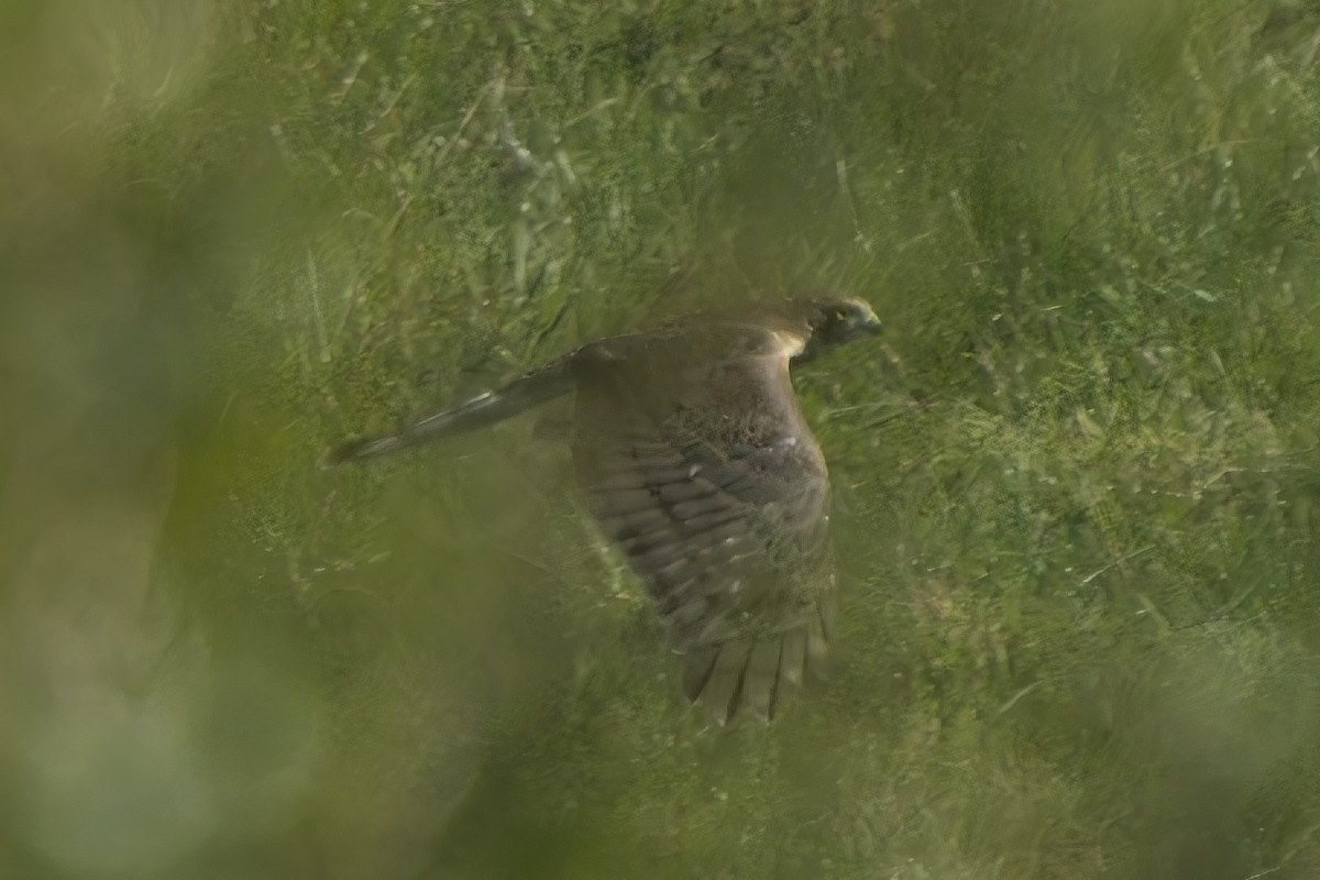 Eurasian Sparrowhawk - ML640601358