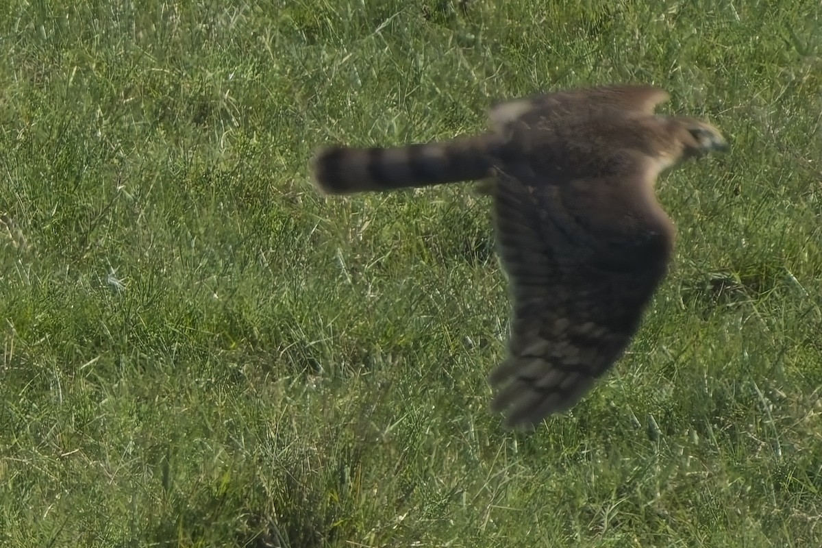 Eurasian Sparrowhawk - ML640601359