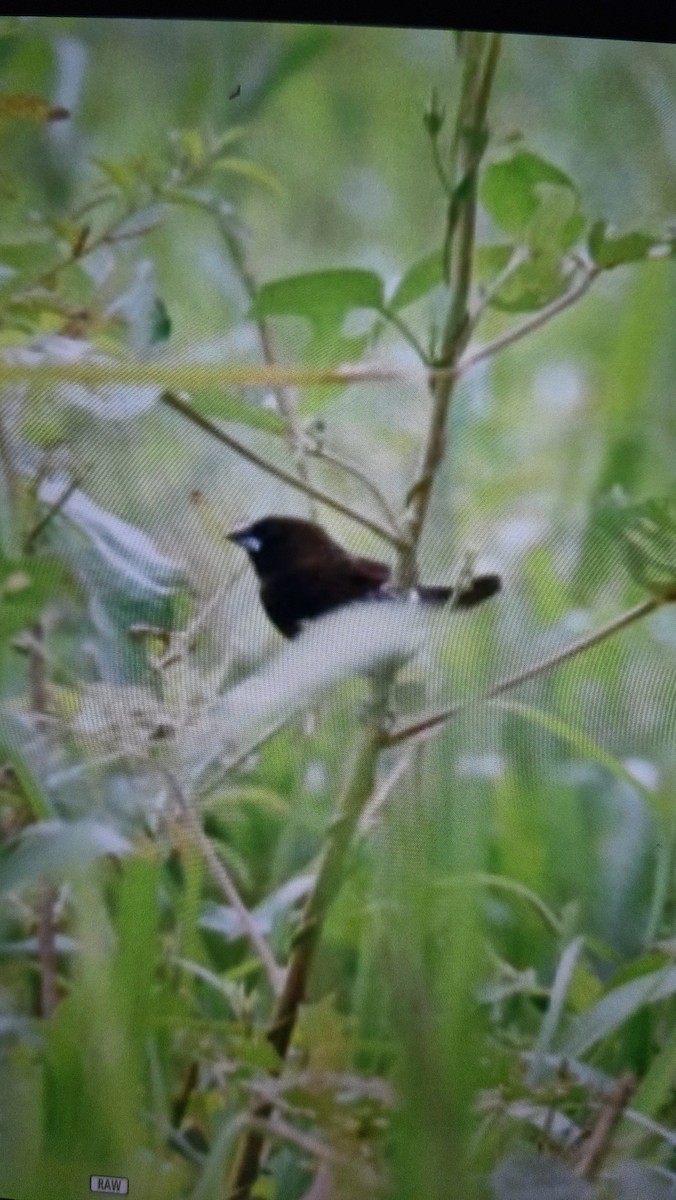 White-bellied Munia - ML640601382