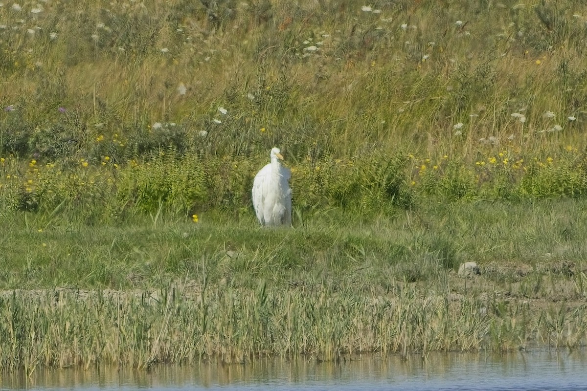Great Egret - ML640601383