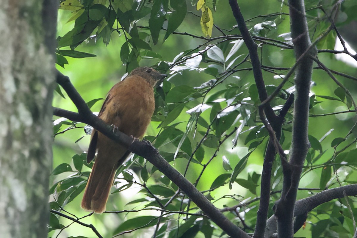 Rufous Flycatcher-Thrush - ML640601415