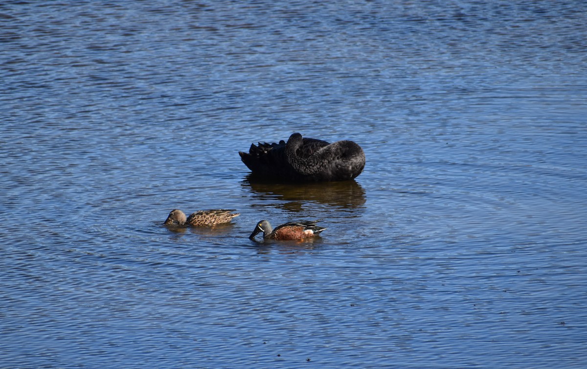 Australasian Shoveler - ML640601416