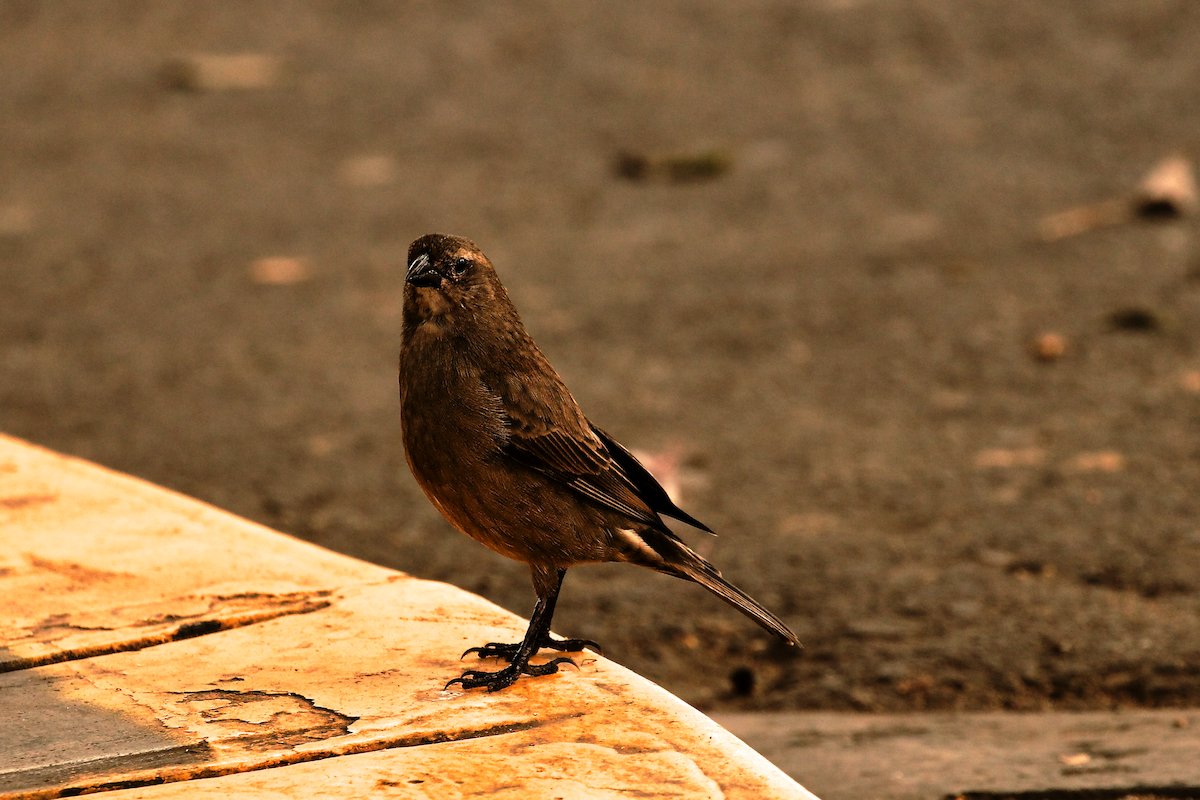 Shiny Cowbird - ML640601417