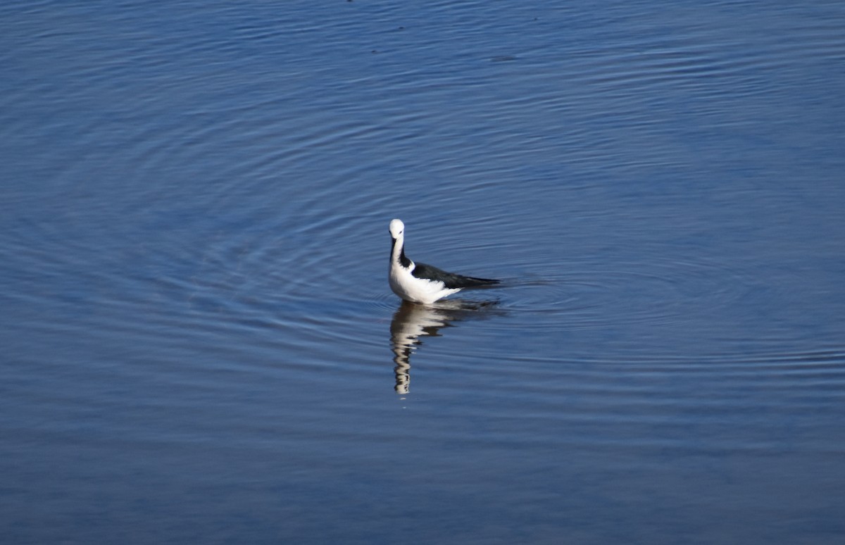 Pied Stilt - ML640601421