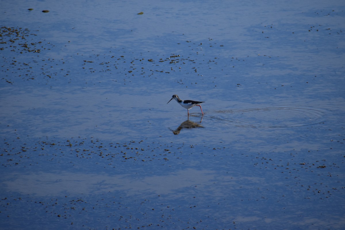 Pied Stilt - ML640601423