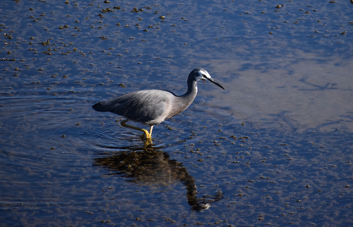 White-faced Heron - ML640601429