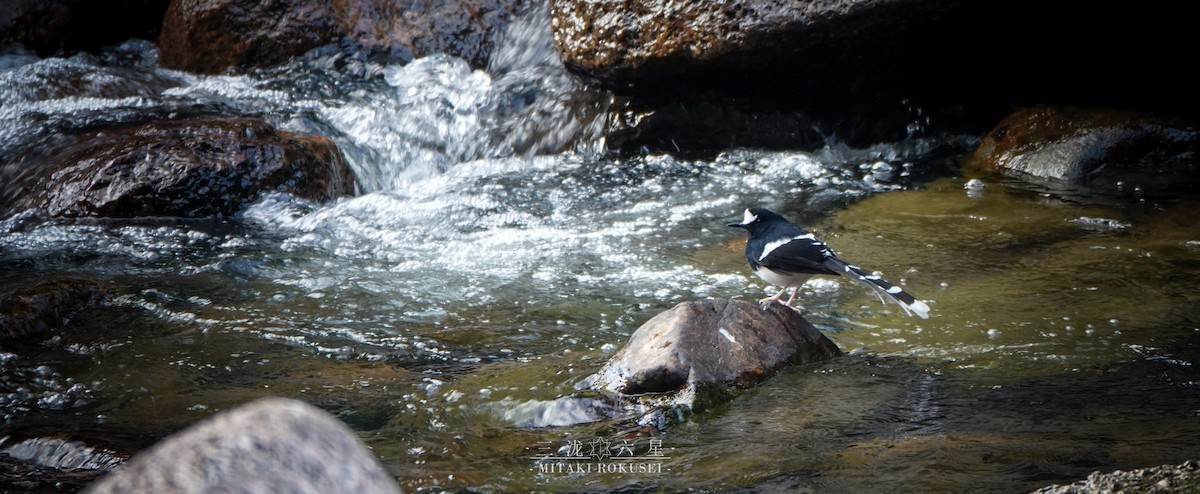 White-crowned Forktail - ML640601440