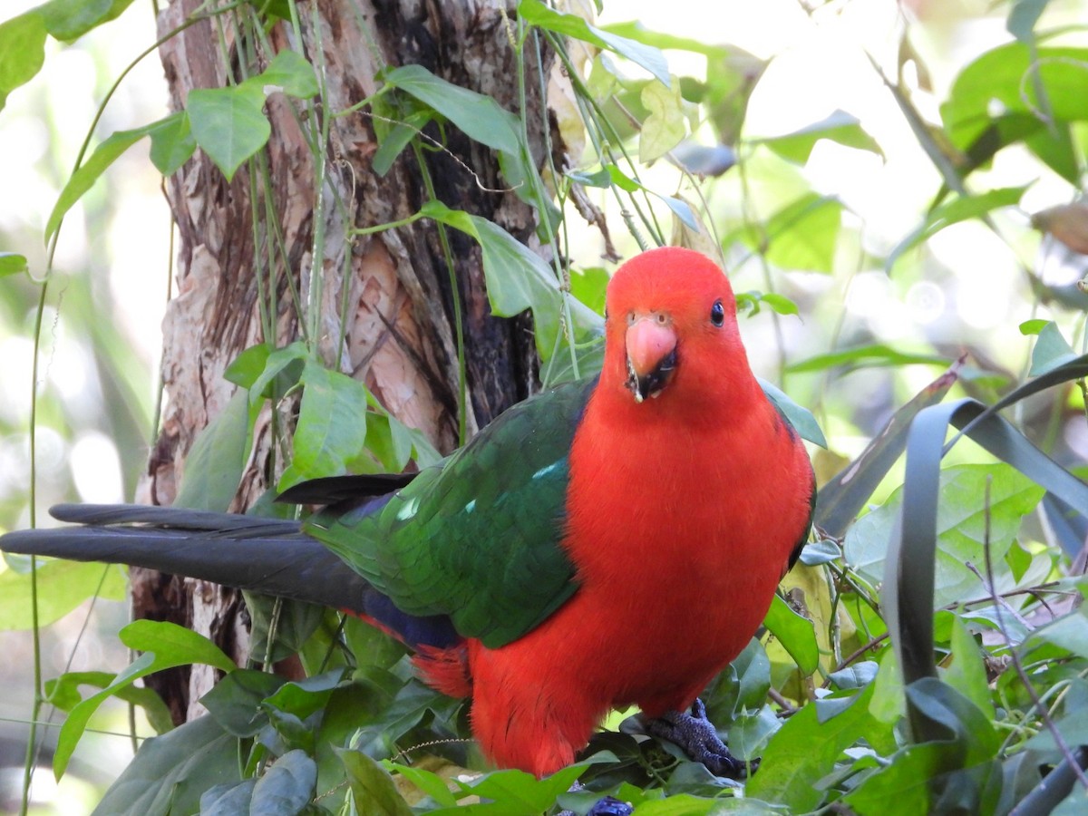 Australian King-Parrot - ML640601448