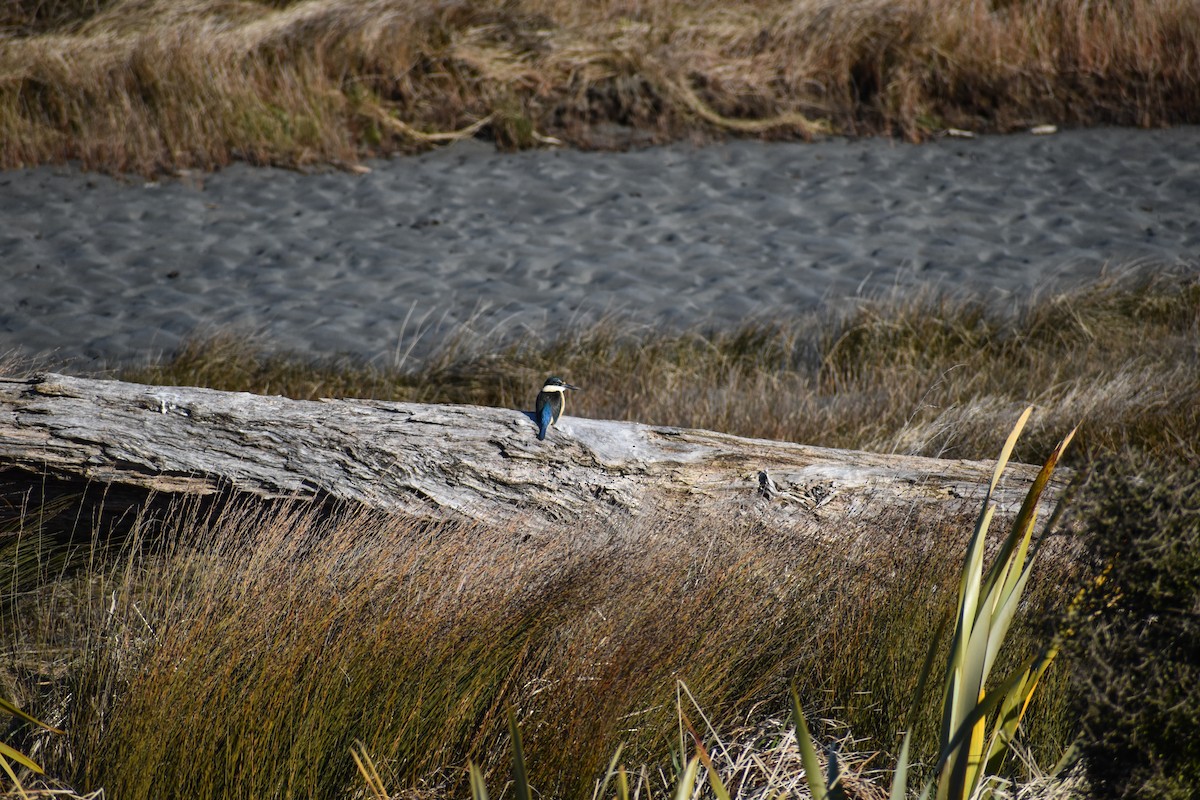 Sacred Kingfisher - ML640601449