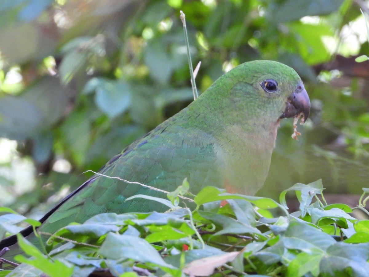 Australian King-Parrot - ML640601453