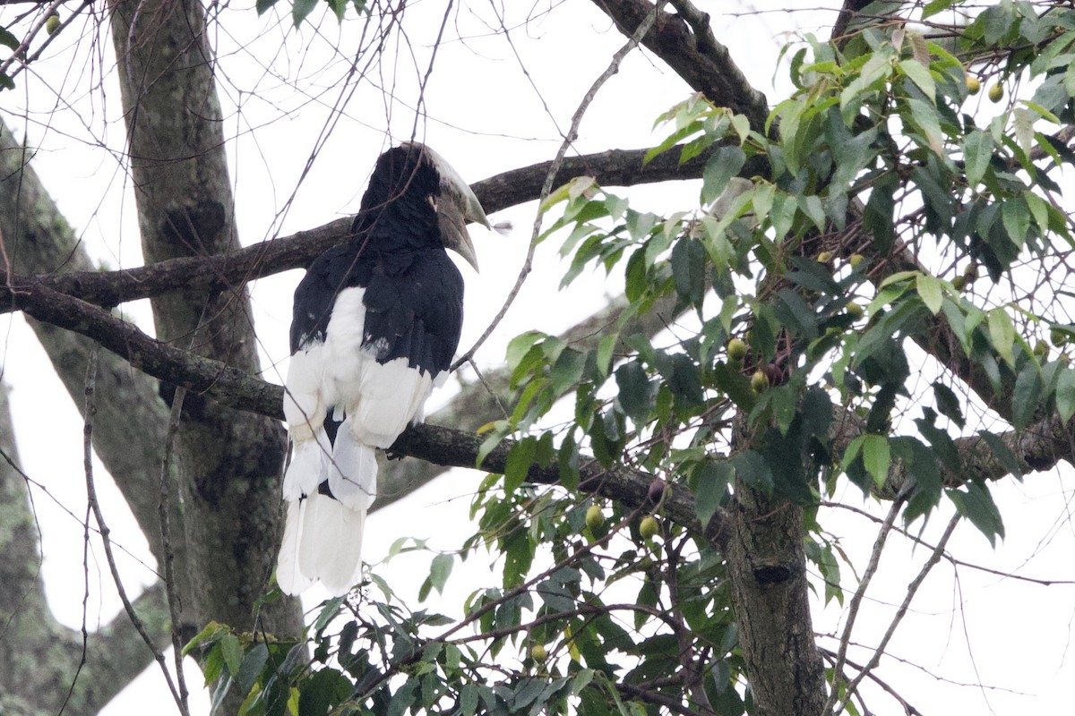 White-thighed Hornbill - ML640601457